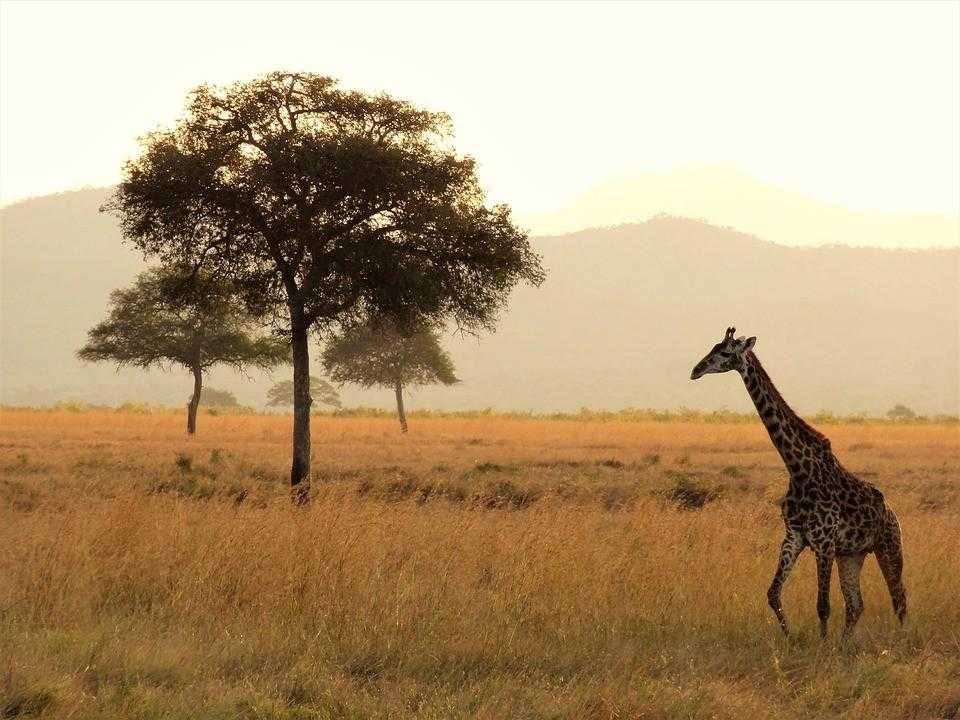 Природа Африки
