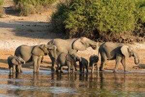 Африка,сафари, Ботсвана, слоны