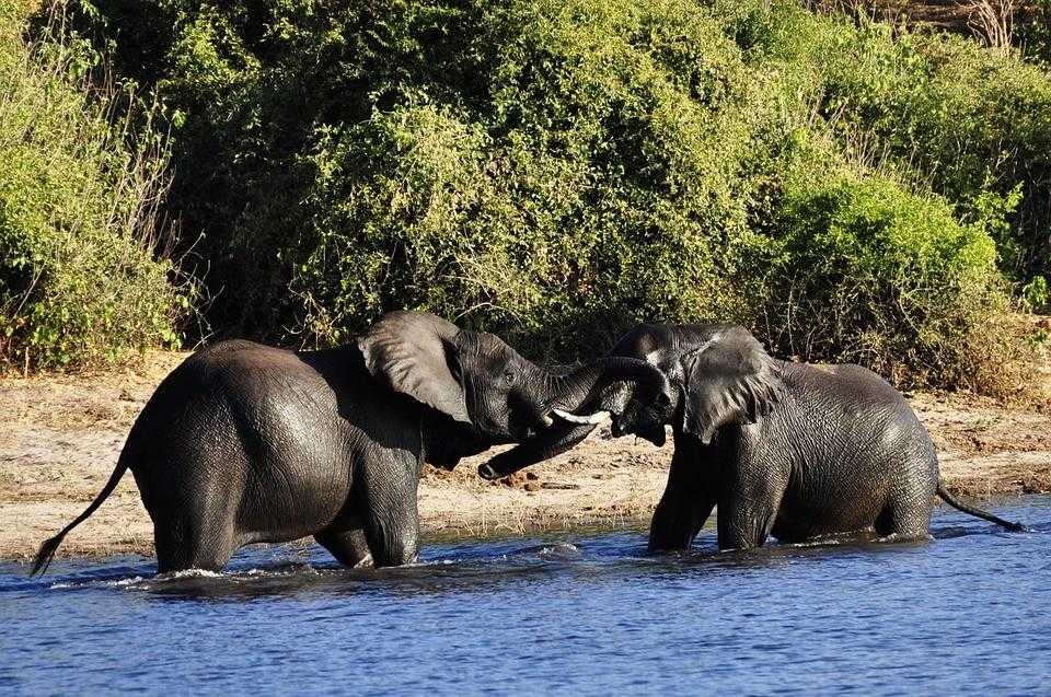 Ботсвана, сафари, слоны, африка