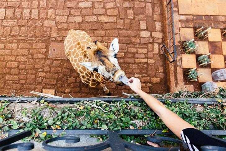 жирафы, отель, кения