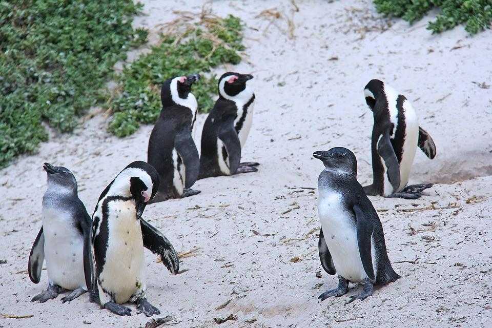пингвины, кейптаун